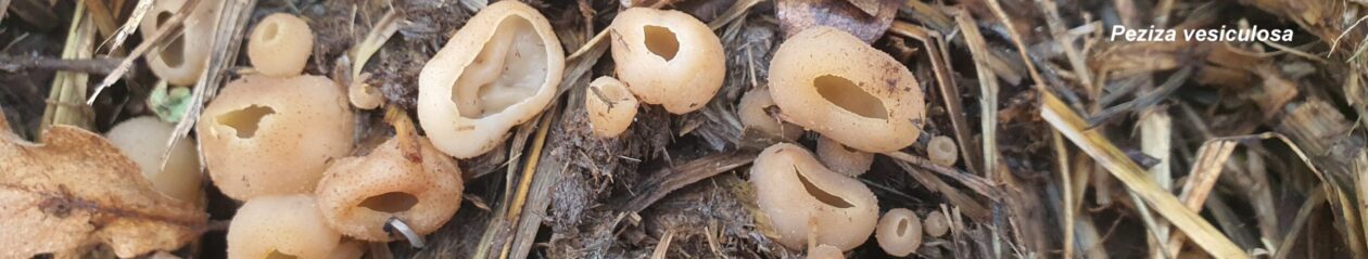 Centro de Estudios Micológicos T. Mariano Losa de Miranda de Ebro