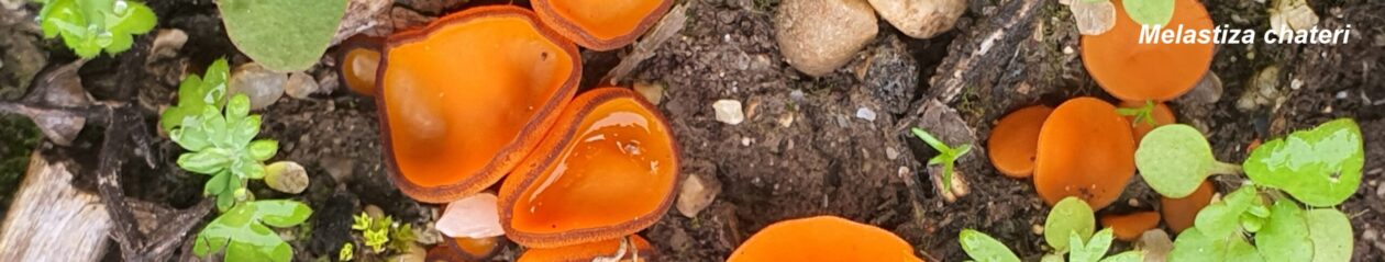 Centro de Estudios Micológicos T. Mariano Losa de Miranda de Ebro